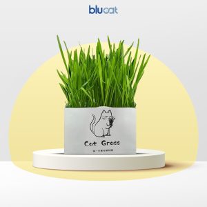 علف گربه