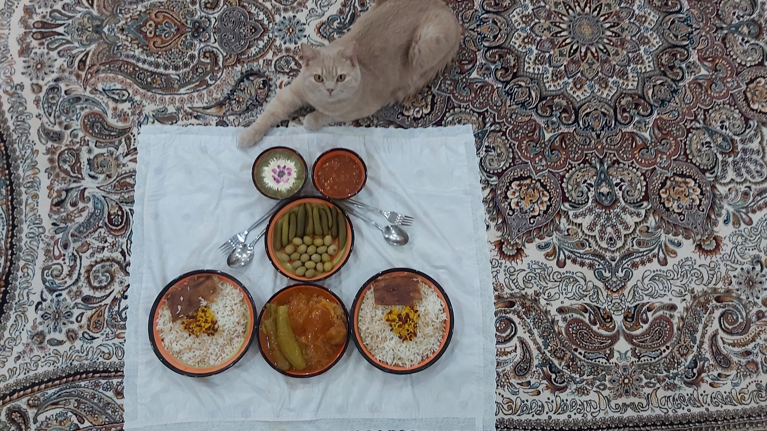 آموزش و تربیت گربه